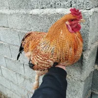 خروس برهما|حیوانات مزرعه|نوشین شهر, |دیوار