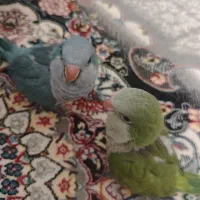 راهب آبی سرلاکی دو ماهه