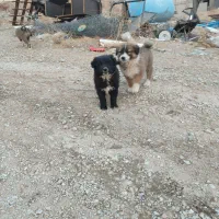 سگ نژاد محلی