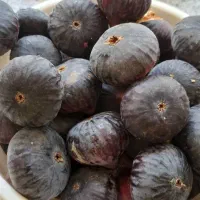 انجیر سیاه درشت تازه