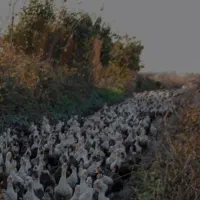 فروش اوردک دورگه گوشتی