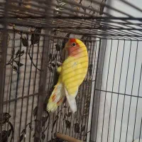 طوطی برزیلی نر|پرنده|اهواز, کوی شایسته|دیوار
