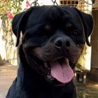 سگ نژاد روتوایلر اصیل|سگ|اهواز, کوی پیروزی|دیوار