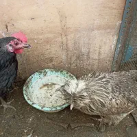 مرغ تخم گذار