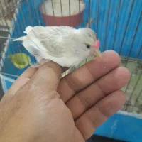 ماده قناری جفت سهره