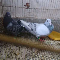 پرنده