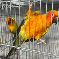 جفت مولد راهب وخورشیدی جوجه راهب