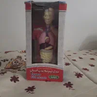 فروش یک عدد آناتومی آدمک ۳۰ سانتی