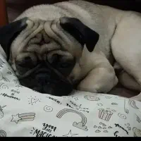 سگ پاگ|سگ|کرمان, |دیوار