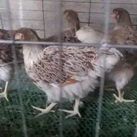 ویاندوت برهما اورپینگتون ورورک ردآیلند|حیوانات مزرعه|اصفهان, جلفا|دیوار