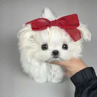 مالتیز عروسکی