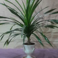 گل زرتی بسیارخشکل بدون عیب ۲ساله