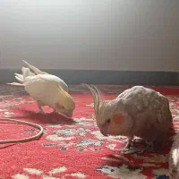 جفت عروس هلندی