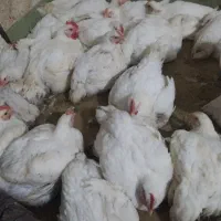 فروش هرروزه مرغ وماهی زنده