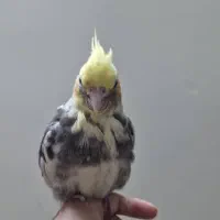 عروس هلندی نژاد ابلق گمشده