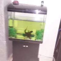 آکواریوم|ماهی|هشتگرد, فاز ۳ مهستان|دیوار