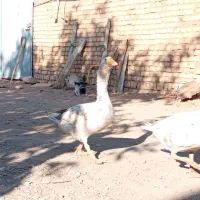 فروش غاز محلی