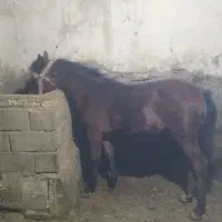 کره مادیان کرد