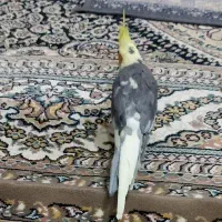 عروس هلندی معاوضه|پرنده|رفسنجان, |دیوار