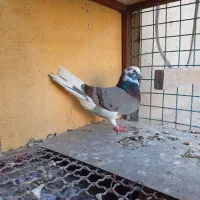 چنتا تهرانی معاوضه با دم سفید