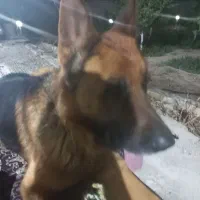 واگذاری سگ ژرمن|سگ|شاهینشهر, برخوار غرب|دیوار