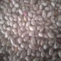 فروش لوبیا چیتی وقرمز