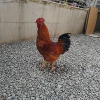 خروس فروشی