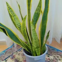 گل سانسوریا|گل و گیاه طبیعی|کوچصفهان, |دیوار