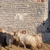 6راس بز و چپش بز