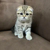بچه گربه اسکاتیش فولد|گربه|اهواز, کیانپارس |دیوار