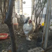حیوانات خانگی