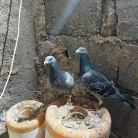 یک جفت کفتر چاشنی بازی|پرنده|بیرجند, |دیوار