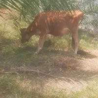 گوساله سوزنی نسل شیری|حیوانات مزرعه|جیرفت, |دیوار