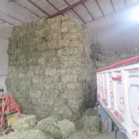 یونجه تازه خشک قیمت مناسب