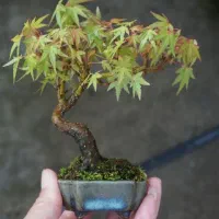 بنسای افرا