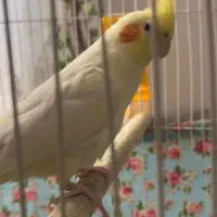 عروس هلندی ۳ عدد