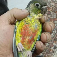 گرینجیک|پرنده|باسمنج, |دیوار