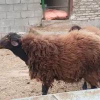 قوچ هترو وزن حدود 100کلیو