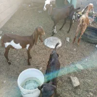 بز فروشی|حیوانات مزرعه|ایرانشهر, |دیوار