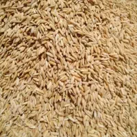 چلتوک جهت بذر