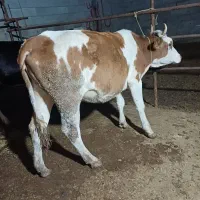 تلیسه دورگ سیمینتال چاق چاق گوساله گاو|حیوانات مزرعه|گمیشان, |دیوار