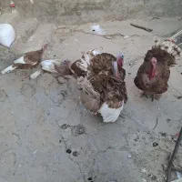 بوق چاق|حیوانات مزرعه|سرپل ذهاب, |دیوار