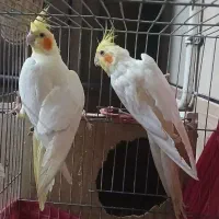 جفت عروس بالق|پرنده|سیرجان, |دیوار