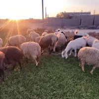 میش درشت  نژاد دار برای نگهداری|حیوانات مزرعه|بردسیر, |دیوار