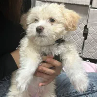 واگذاری سگ نر سه ماهه