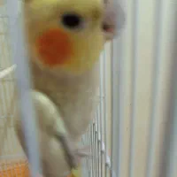 عروس هلندی ماده|پرنده|اهواز, کوی آغاجاری|دیوار