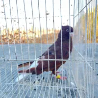 باسلام تعدادی کفتر باب جفتگاه