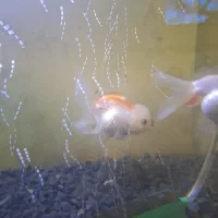 ماهی های گلد فیش خارجی گریدaaaaa