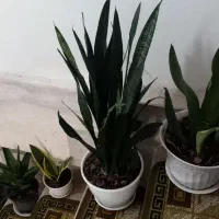 گل آپارتمانی|گل و گیاه طبیعی|لاهیجان, لیالستان|دیوار