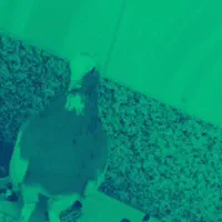 گمشده کبوتر طوق زرد نر